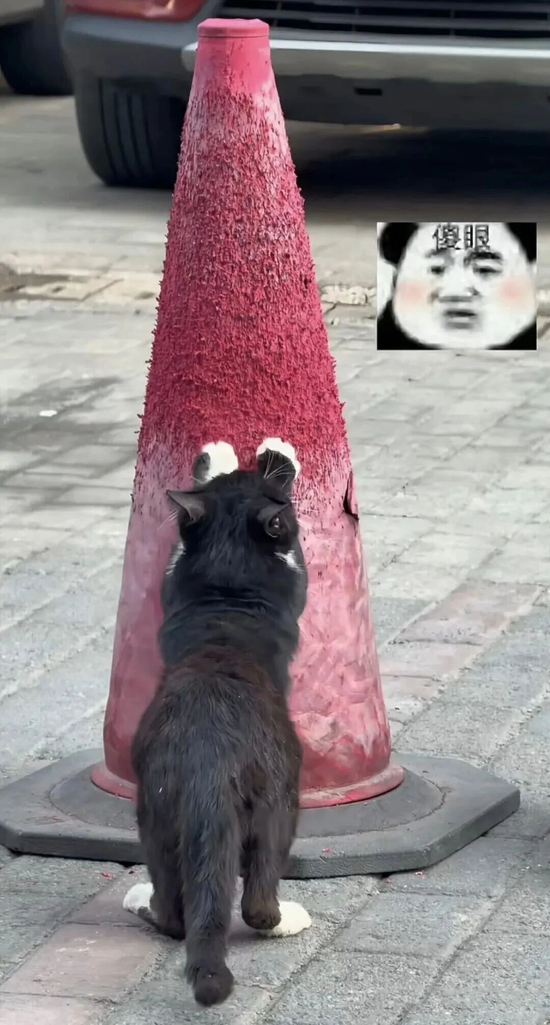 【宠物】救助站开蛋宰派对，80只猫同时嘎了160个蛋！晒出图片惊呆全网...网友抓狂：好像一盘水煮花生啊（组图） - 11