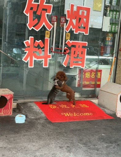 【宠物】救助站开蛋宰派对，80只猫同时嘎了160个蛋！晒出图片惊呆全网...网友抓狂：好像一盘水煮花生啊（组图） - 13