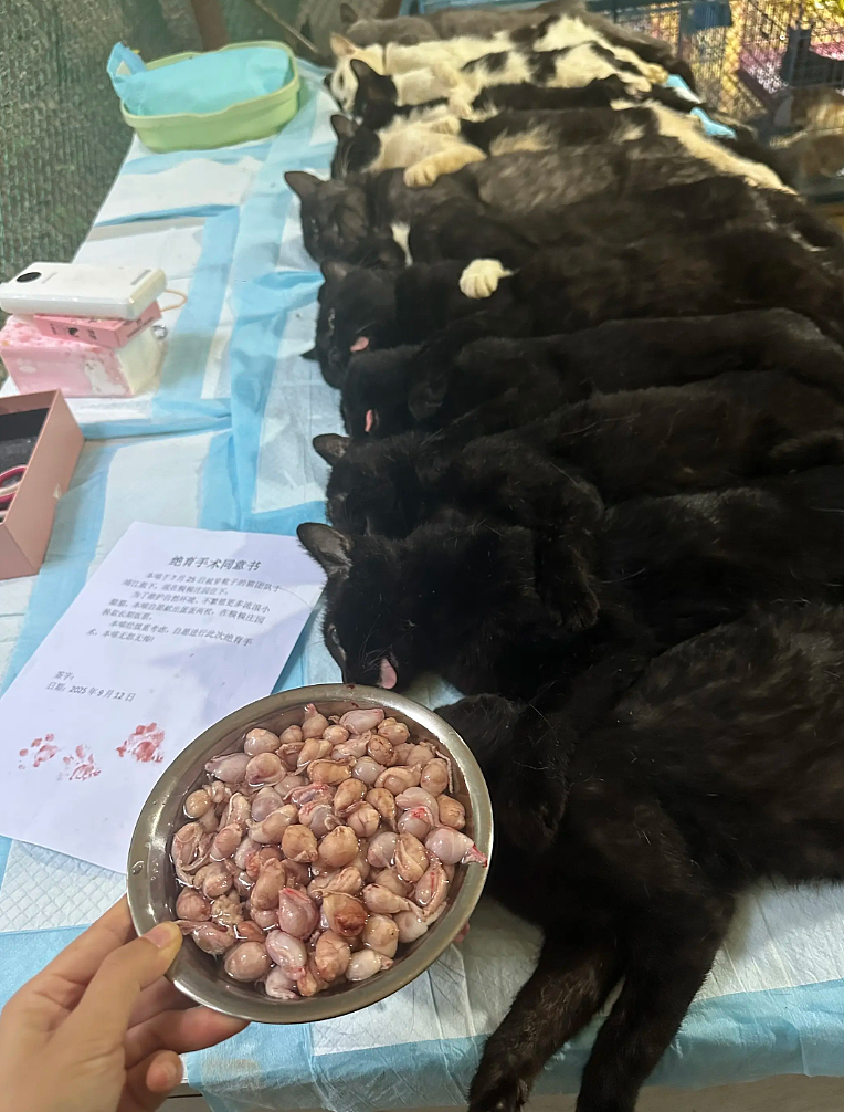 【宠物】救助站开蛋宰派对，80只猫同时嘎了160个蛋！晒出图片惊呆全网...网友抓狂：好像一盘水煮花生啊（组图） - 20