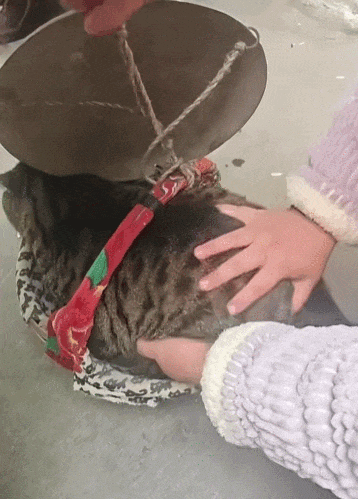 【宠物】救助站开蛋宰派对，80只猫同时嘎了160个蛋！晒出图片惊呆全网...网友抓狂：好像一盘水煮花生啊（组图） - 2