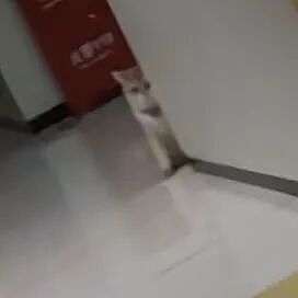 【宠物】救助站开蛋宰派对，80只猫同时嘎了160个蛋！晒出图片惊呆全网...网友抓狂：好像一盘水煮花生啊（组图） - 19