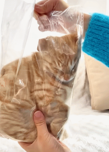 【宠物】救助站开蛋宰派对，80只猫同时嘎了160个蛋！晒出图片惊呆全网...网友抓狂：好像一盘水煮花生啊（组图） - 4