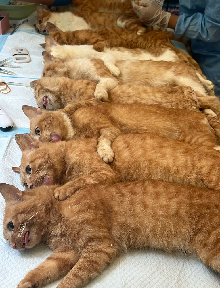 【宠物】救助站开蛋宰派对，80只猫同时嘎了160个蛋！晒出图片惊呆全网...网友抓狂：好像一盘水煮花生啊（组图） - 22