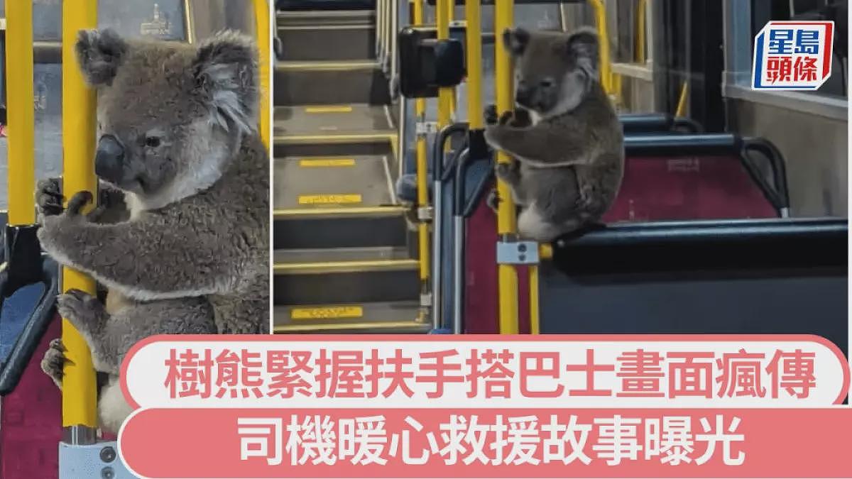 澳洲树袋熊紧握扶手搭巴士成最萌乘客,背后有段暖心故事(组图) - 1