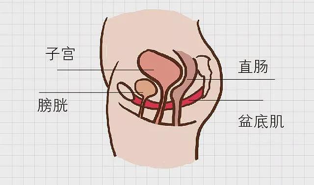 中年女性少做这个动作，每一次都是在冲击盆底肌（组图） - 3