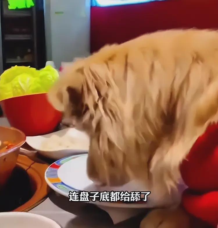 带狗上桌吃饭后续:伪造和解书,多家店遭殃,店铺将追究法律责任(组图) - 4