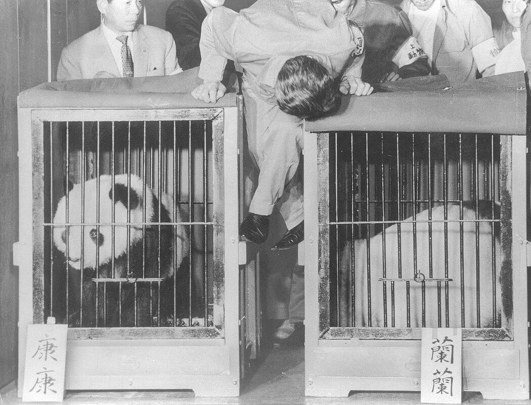 纽时:东京动物园熊猫将返回中国,日本会就此失去熊猫吗(组图) - 3