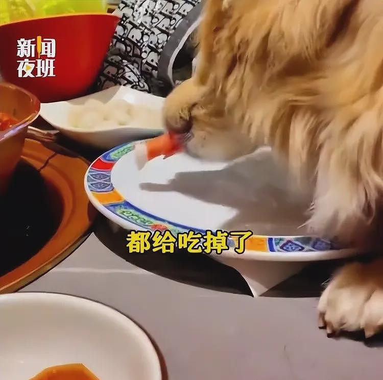 带狗上桌吃饭后续:伪造和解书,多家店遭殃,店铺将追究法律责任(组图) - 7