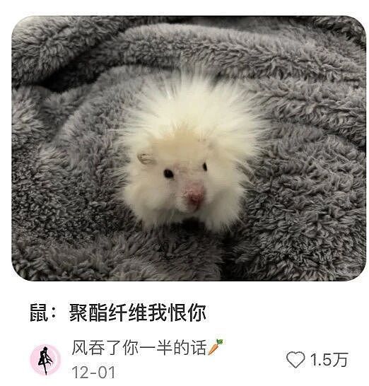 “穷人的貂”2000一件,让多少人破防了?(组图) - 1