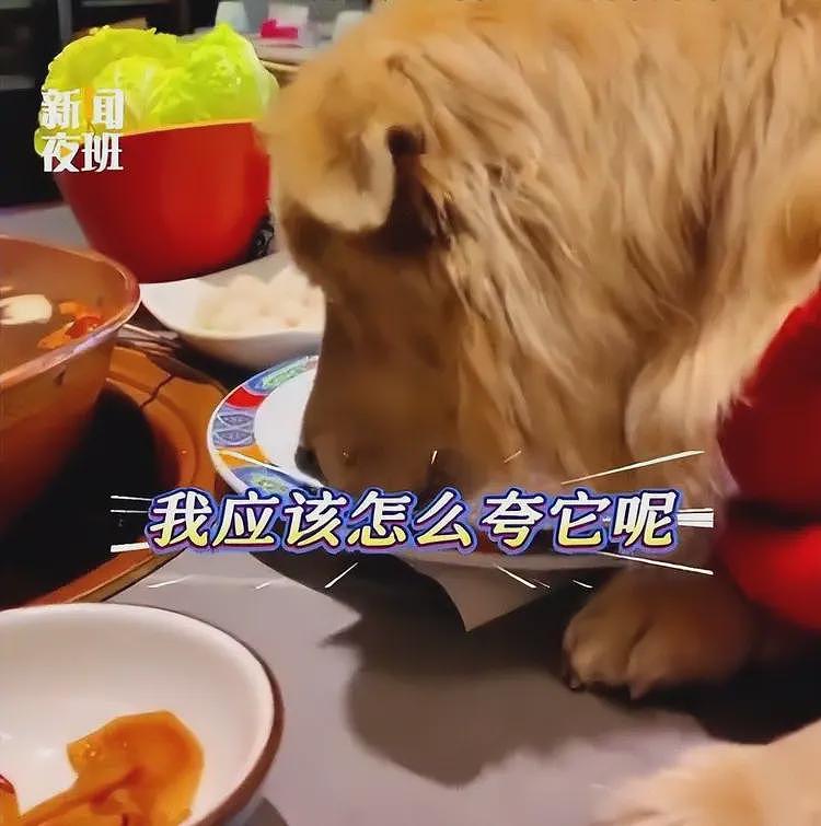带狗上桌吃饭后续:伪造和解书,多家店遭殃,店铺将追究法律责任(组图) - 5