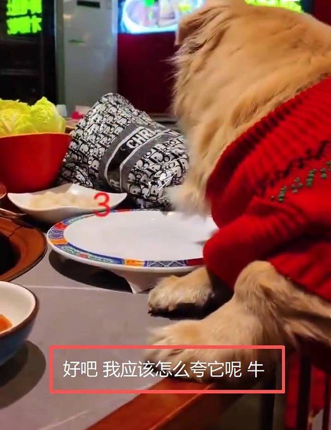 恶心!北京女子带狗吃涮肉舔遍盘子,餐厅追责:北京一套房不够赔(组图) - 3