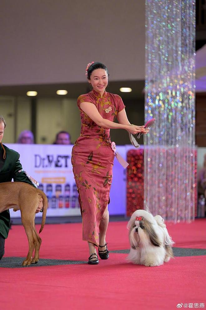 霍思燕爱犬在国际比赛夺冠,杜江发文:开心疯了,创造历史!(组图) - 5