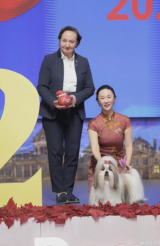 中国女星穿旗袍牵爱犬参加国际犬赛,获得总冠军(组图) - 3