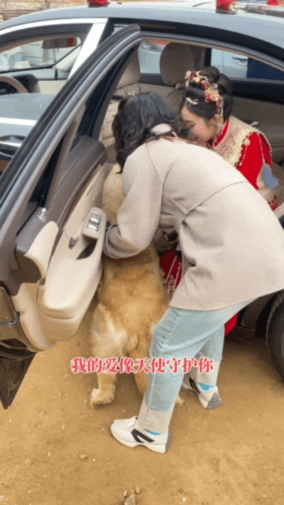 【宠物】主人出嫁拍全家福，狗子悄悄走到旁边，爸爸看到后假装要打，实际上悄悄把狗子拉近...（组图） - 8