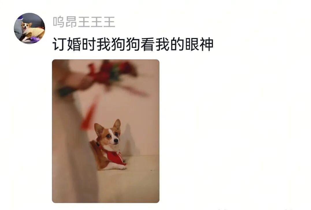 【宠物】主人出嫁拍全家福，狗子悄悄走到旁边，爸爸看到后假装要打，实际上悄悄把狗子拉近...（组图） - 5