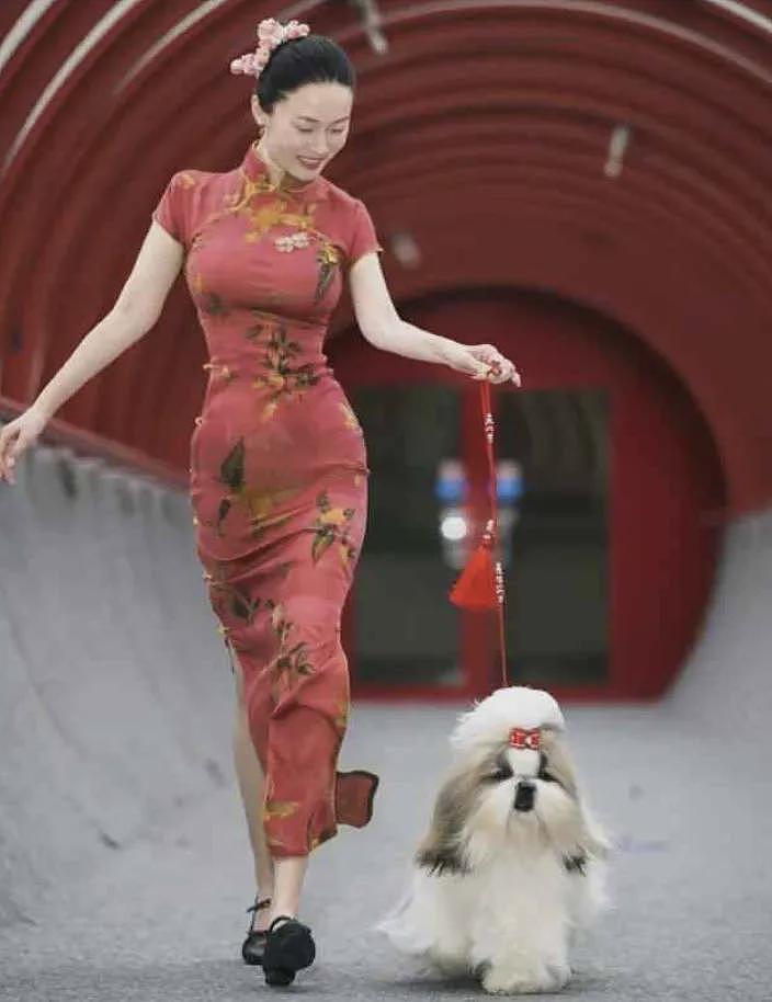中国女星穿旗袍牵爱犬参加国际犬赛,获得总冠军(组图) - 1