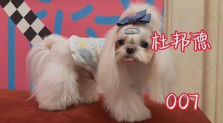 中国女星穿旗袍牵爱犬参加国际犬赛,获得总冠军(组图) - 5