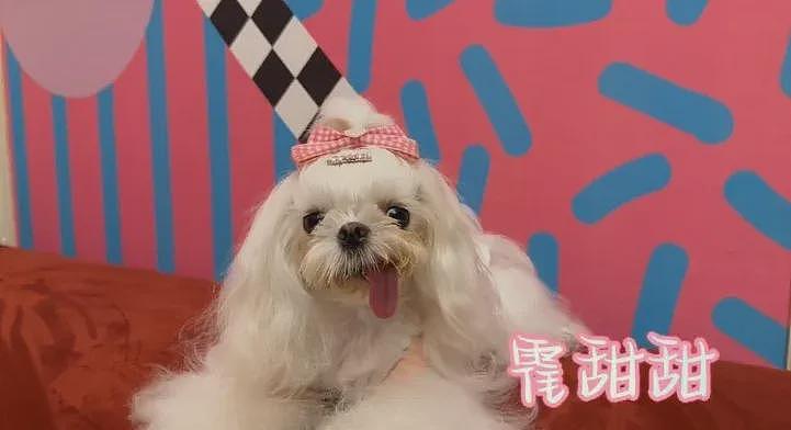 中国女星穿旗袍牵爱犬参加国际犬赛,获得总冠军(组图) - 4