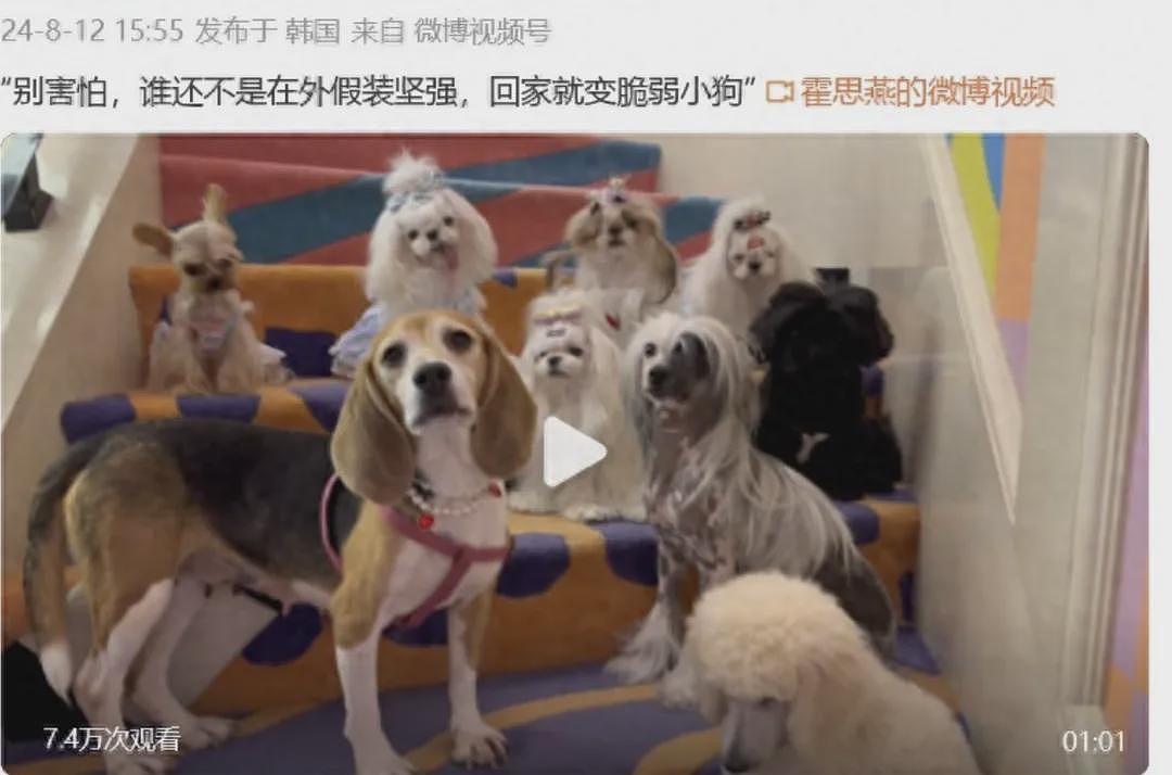 中国女星穿旗袍牵爱犬参加国际犬赛,获得总冠军(组图) - 6