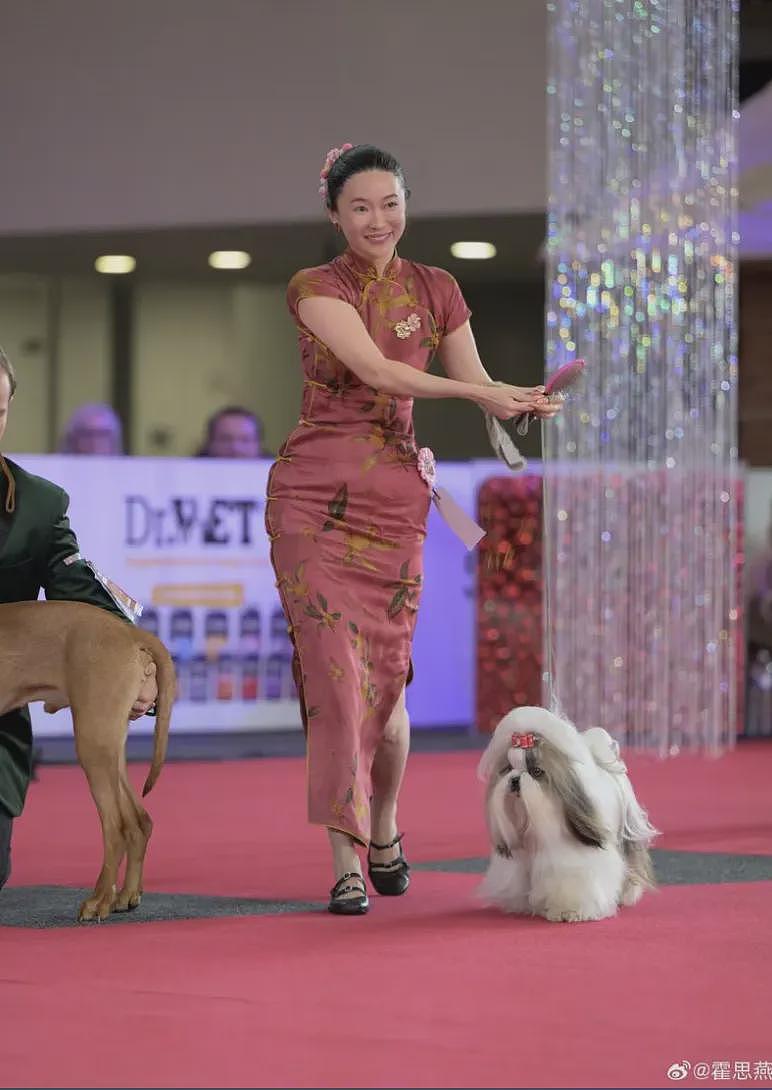 中国女星穿旗袍牵爱犬参加国际犬赛,获得总冠军(组图) - 2