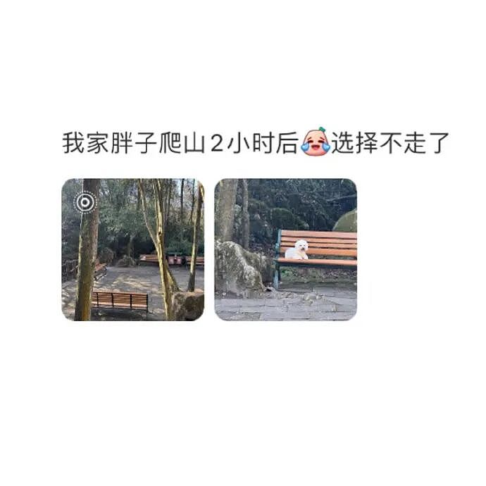 【爆笑】MIU MIU三角内裤售价2.4w？网友傻眼：以后不要说穷的只剩裤衩了 ​​​（组图） - 51