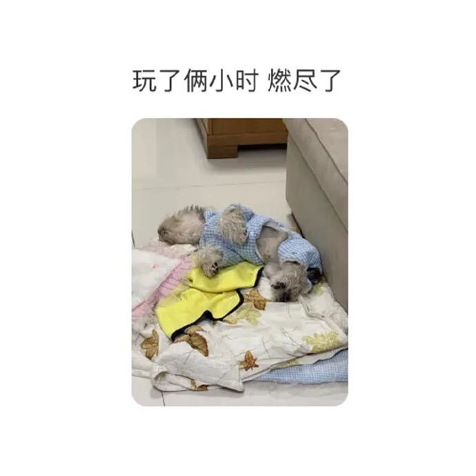 【爆笑】MIU MIU三角内裤售价2.4w？网友傻眼：以后不要说穷的只剩裤衩了 ​​​（组图） - 53