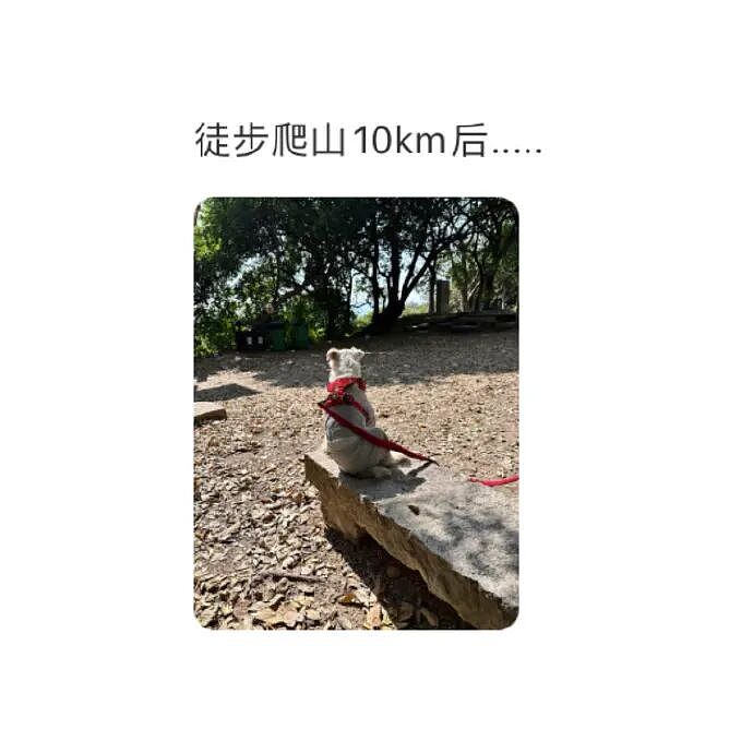 【爆笑】MIU MIU三角内裤售价2.4w？网友傻眼：以后不要说穷的只剩裤衩了 ​​​（组图） - 55