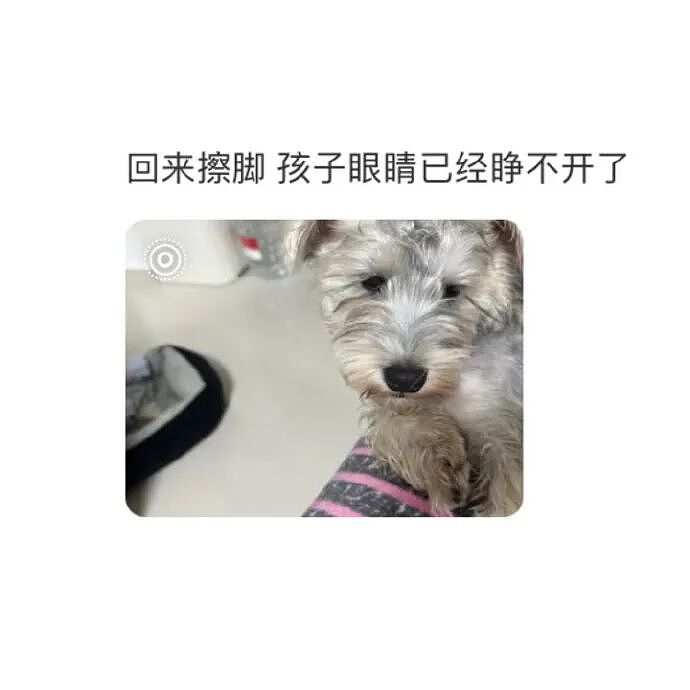 【爆笑】MIU MIU三角内裤售价2.4w？网友傻眼：以后不要说穷的只剩裤衩了 ​​​（组图） - 52