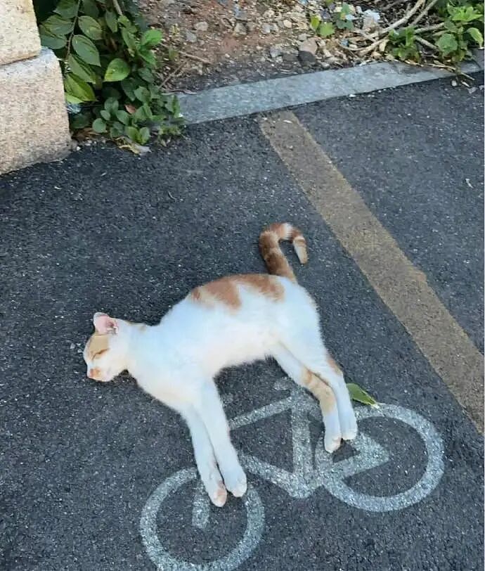 【爆笑】MIU MIU三角内裤售价2.4w？网友傻眼：以后不要说穷的只剩裤衩了 ​​​（组图） - 28