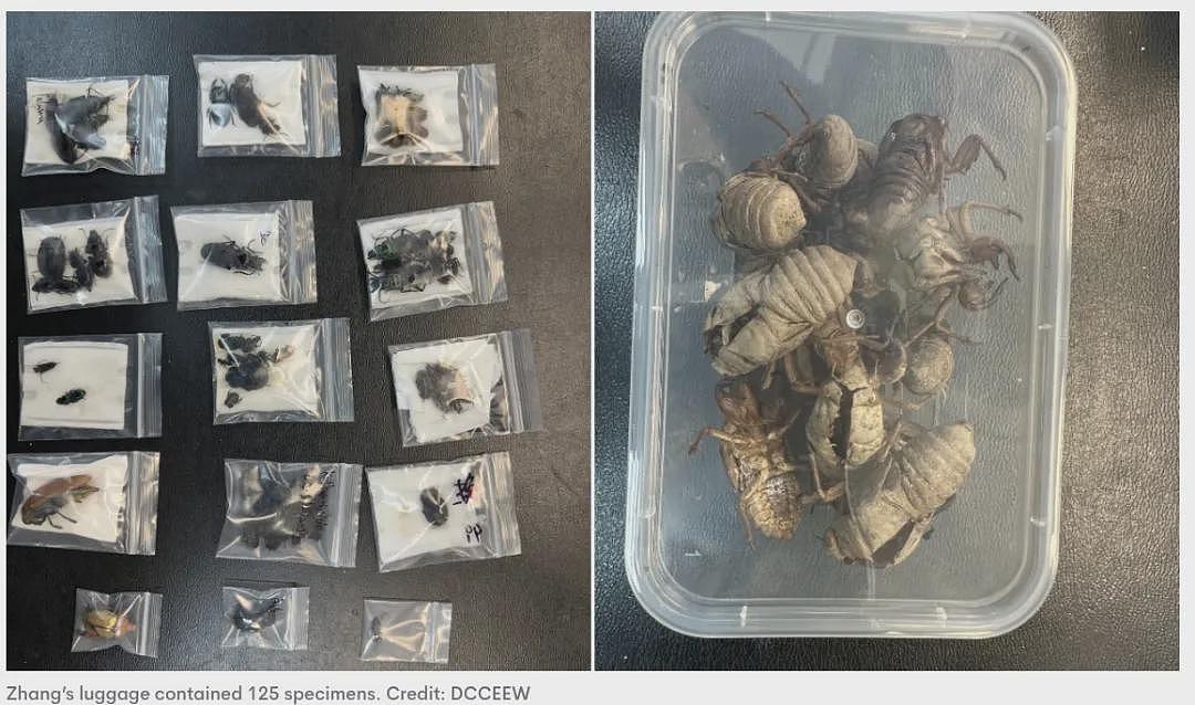 中国留学生轻信小红书上“赚快钱”广告！直接卷入大案！在澳获刑18个月！澳喊话留学生找工作时一定小心（组图） - 7