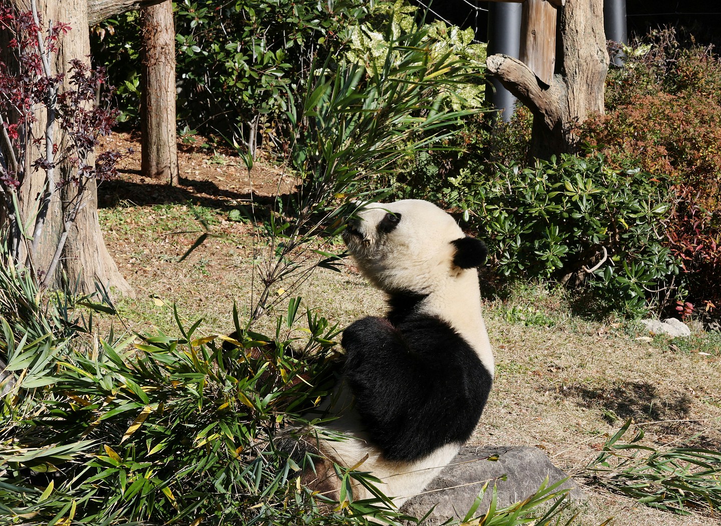 最后一对旅日大熊猫1月返中国！观赏预约票遭炒卖，标价逾1万円（组图） - 1