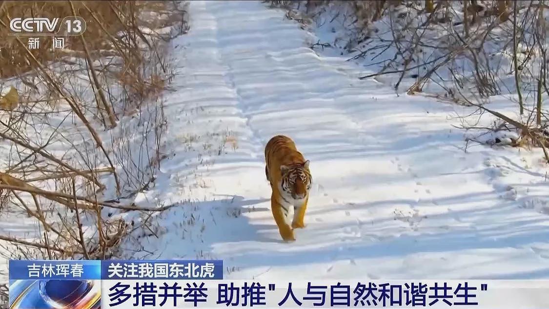 中国首记录一虎带五崽，东北虎为何如此“多产”？（组图） - 6