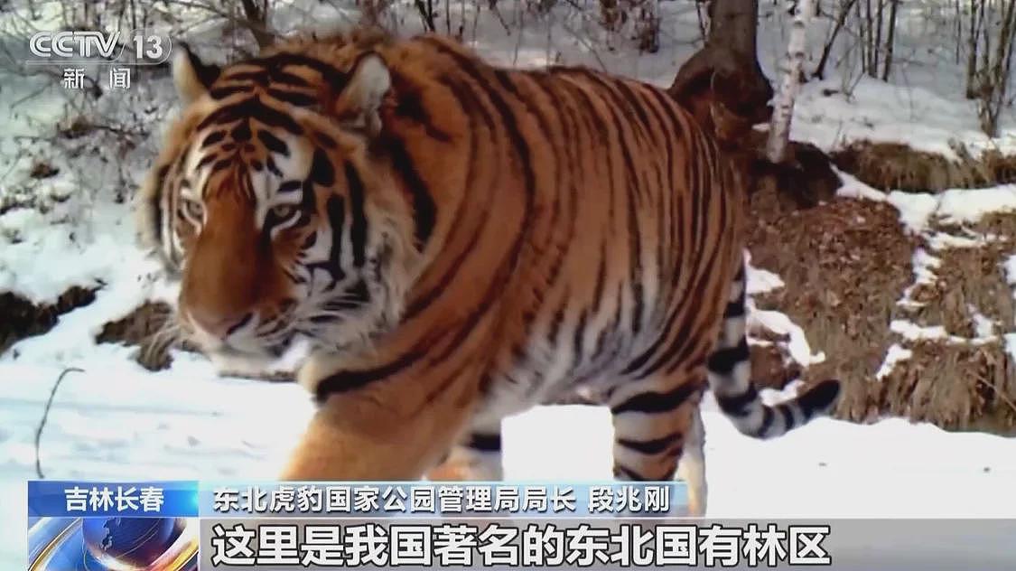 中国首记录一虎带五崽，东北虎为何如此“多产”？（组图） - 4