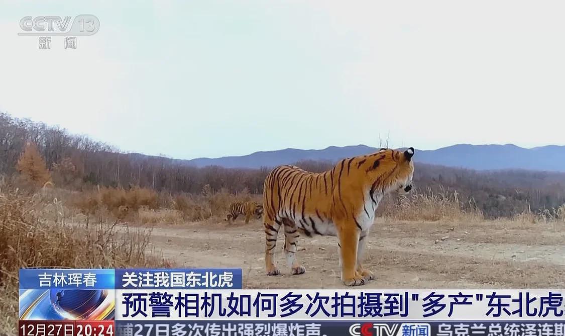 中国首记录一虎带五崽，东北虎为何如此“多产”？（组图） - 1