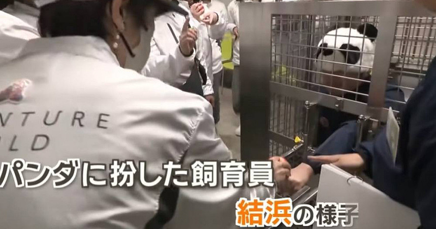归还熊猫后人潮锐减！日本动物园推饲养员体验活动，人扮熊猫变亮点（图） - 1