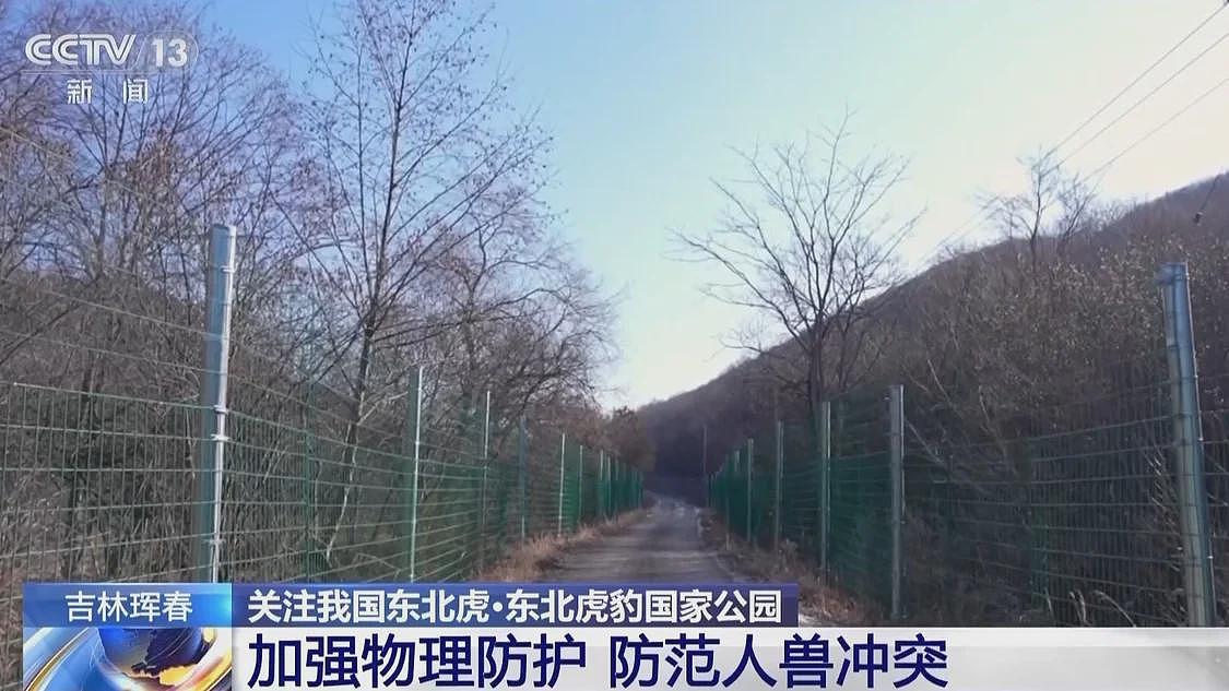 中国首记录一虎带五崽，东北虎为何如此“多产”？（组图） - 9