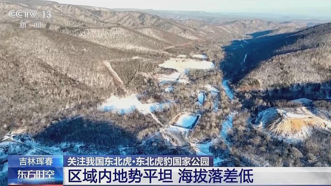 中国首记录一虎带五崽，东北虎为何如此“多产”？（组图） - 5