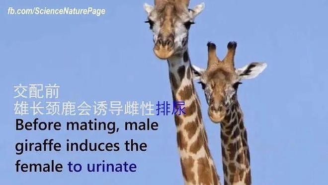 【两性】科普羞羞:为啥人类天天都是“发情期”(组图) - 9
