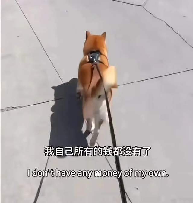 郑爽在美国越混越差!打官司诉讼费都掏不起,前夫张恒比她还沦落(组图) - 8