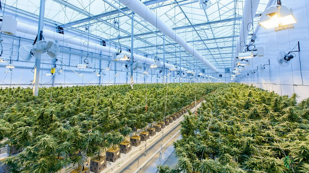 涉大麻轻罪险遭遣返！华人拿回绿卡成功留美（组图） - 1