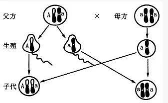 【两性】科普羞羞:为啥人类天天都是“发情期”(组图) - 14