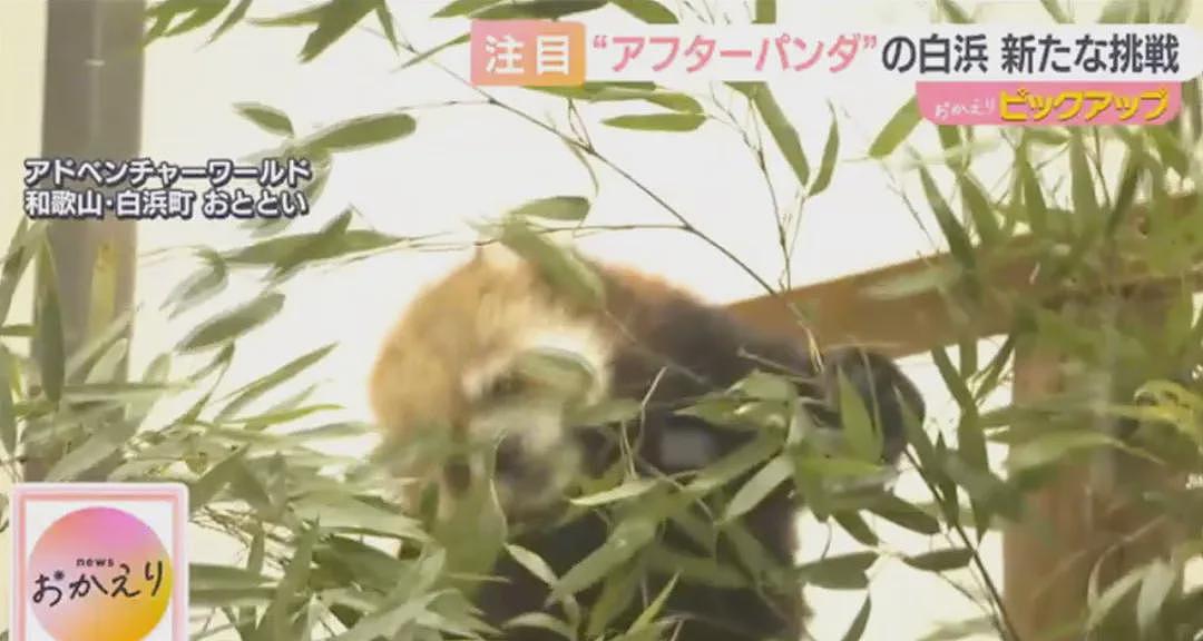 归还大熊猫后,日本游乐园让游客体验当饲养员,工作人员扮大熊猫配合?(组图) - 13