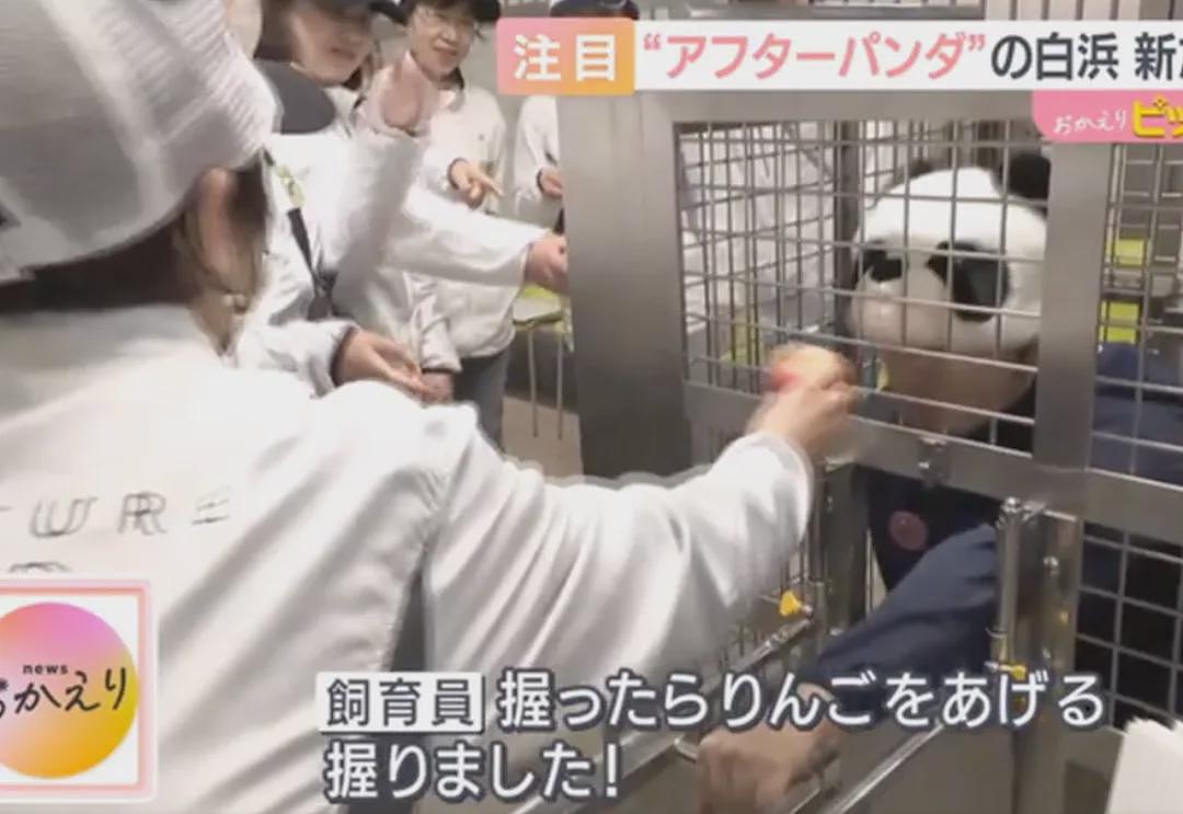 归还大熊猫后,日本游乐园让游客体验当饲养员,工作人员扮大熊猫配合?(组图) - 23