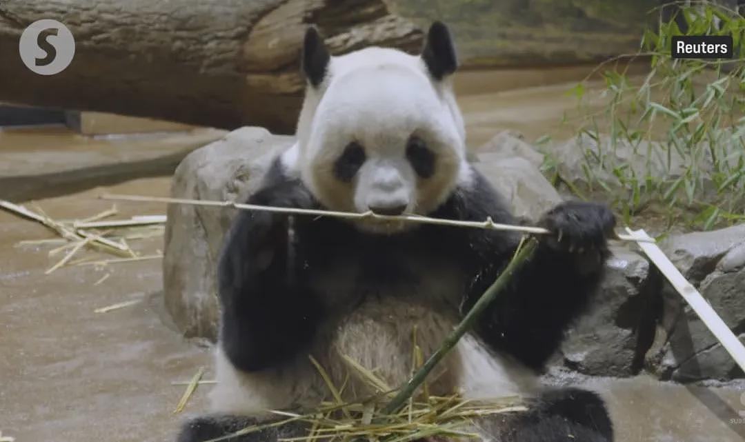 归还大熊猫后,日本游乐园让游客体验当饲养员,工作人员扮大熊猫配合?(组图) - 4