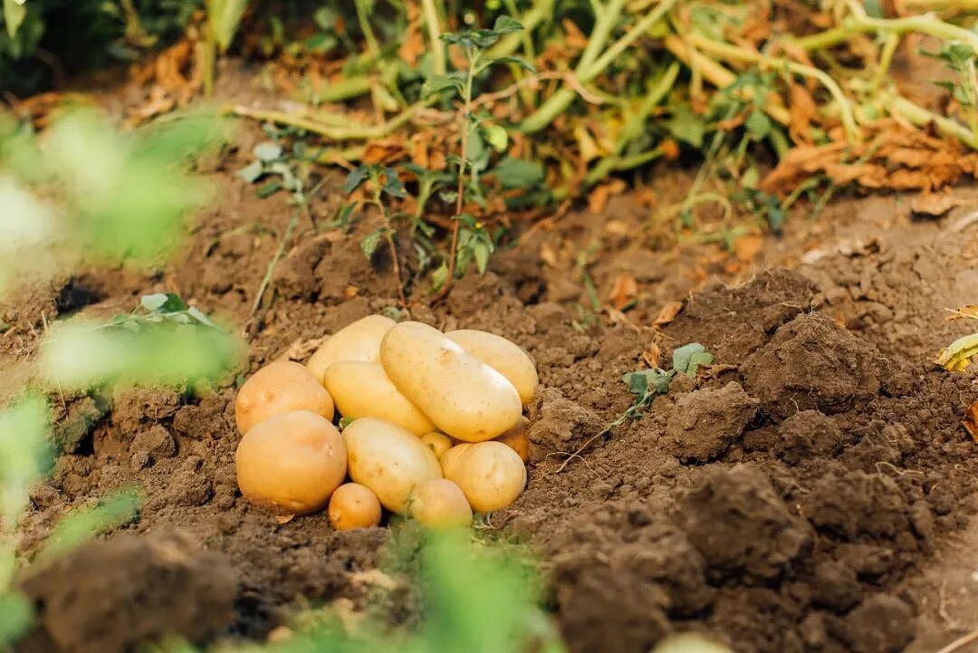 适合“补冬”的5种根菜，就这样吃出抗病力（组图） - 11
