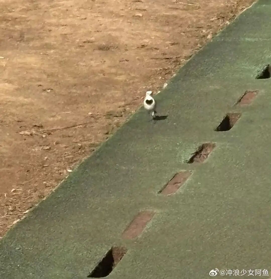 【爆笑】“再让我看到你接我女儿就撞烂你的车…?”哈哈哈老丈人超绝执行力这一块!(组图) - 68