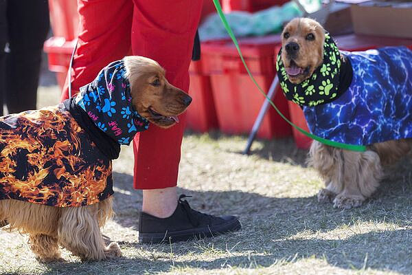 中国最严养犬规定上路,脑洞大开推“行狗记录器”(图) - 2