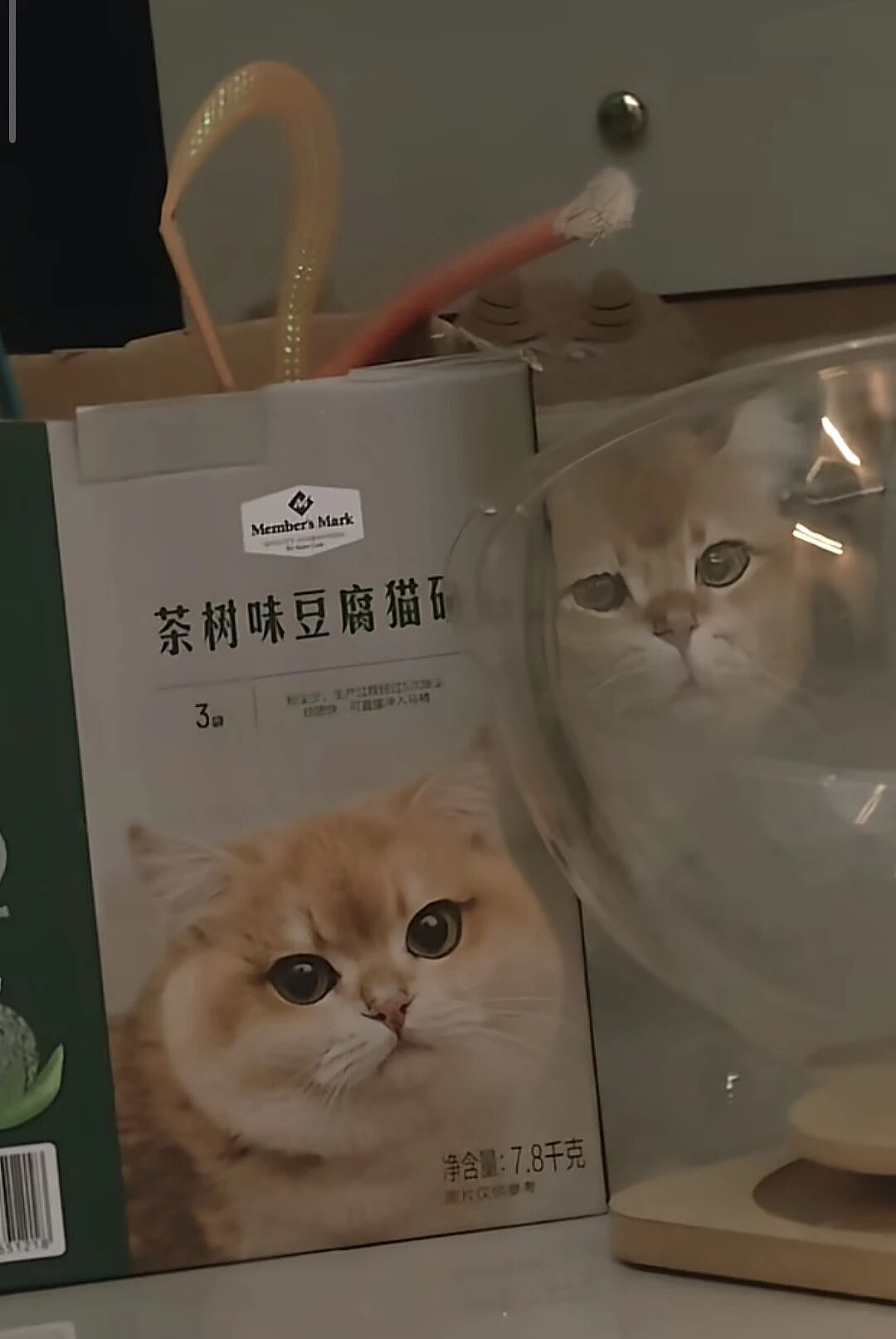 【爆笑】全网爆火的“真棒猫”有多魔性？哈哈哈哈哈哈网友的脑洞简直逆天！（组图） - 41