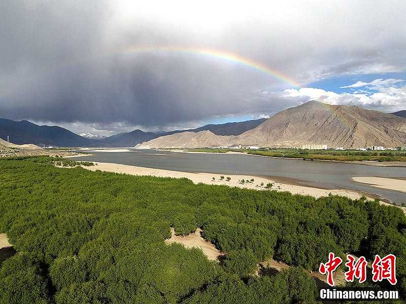 中国种《780亿棵树》的代价是什么?专家发警告(组图) - 1
