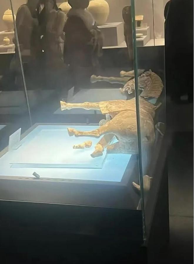 网友称洛阳博物馆一唐代陶马倒下断裂，有导游称已更换展品，馆方工作人员：正调查，等官方回复（图） - 1